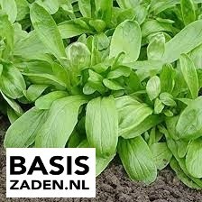 Veldsla Grote Noordhollandse Breedbladige, Valerianella locusta | Basiszaden.nl