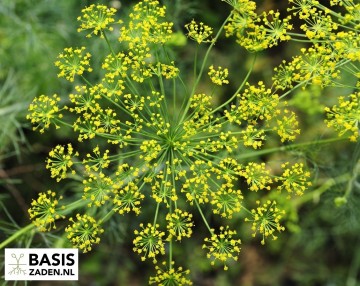 Venkel Fino Foeniculum vulgare | Basiszaden.nl