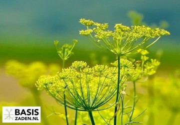 Venkel Fino Foeniculum vulgare | Basiszaden.nl