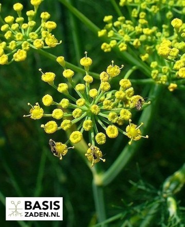 Venkel Fino Foeniculum vulgare | Basiszaden.nl