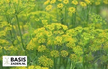 Venkel Fino Foeniculum vulgare | Basiszaden.nl