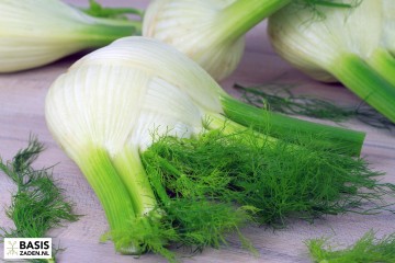 Venkel Fino Foeniculum vulgare | Basiszaden.nl