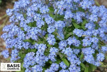 Vergeet-mij-nietje Royal Indigo Blue Myosotis alpestris | Basiszaden.nl