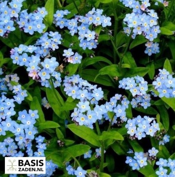 Vergeet-mij-nietje Royal Indigo Blue Myosotis alpestris | Basiszaden.nl