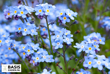 Vergeet-mij-nietje Royal Indigo Blue Myosotis alpestris | Basiszaden.nl
