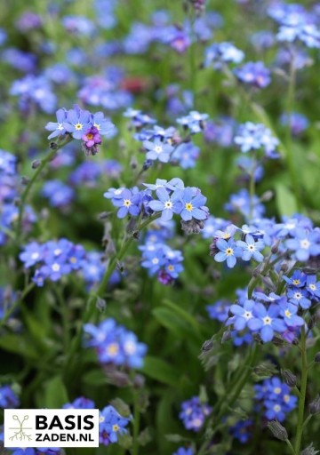 Vergeet-mij-nietje Royal Indigo Blue Myosotis alpestris | Basiszaden.nl