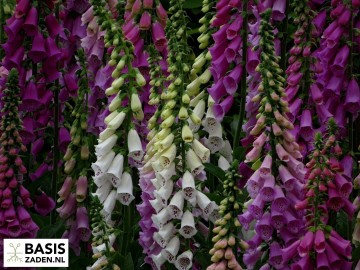 Vingerhoedskruid Foxy mix Digitalis purpurea | Basiszaden.nl