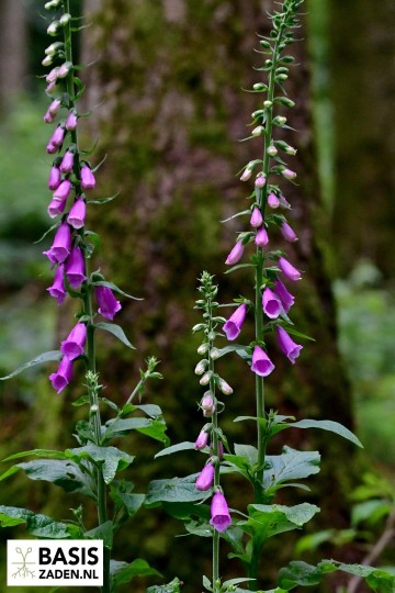 Vingerhoedskruid Foxy mix Digitalis purpurea | Basiszaden.nl