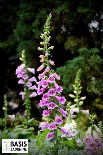 Vingerhoedskruid Foxy mix Digitalis purpurea | Basiszaden.nl