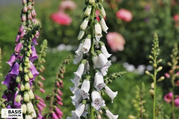 Vingerhoedskruid Foxy mix Digitalis purpurea | Basiszaden.nl