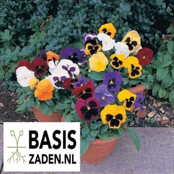 Viool Zwitserse Reuzen | Basiszaden.nl