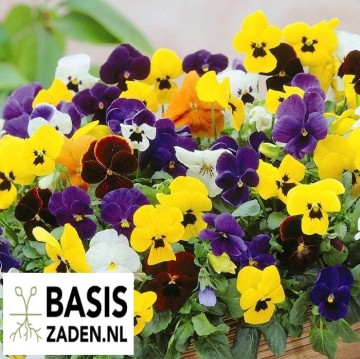 Viool Zwitserse Reuzen | Basiszaden.nl