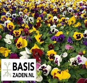 Viool Zwitserse Reuzen | Basiszaden.nl