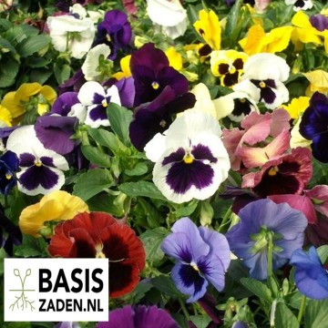 Viool Zwitserse Reuzen | Basiszaden.nl