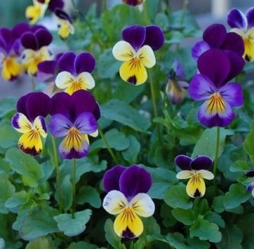 Mengsel eetbare bloemen | Basiszaden.nl