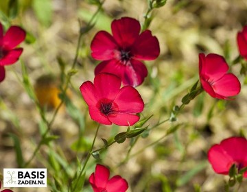 Vlas Red Flax Linum rubrum grandiflorum | Basiszaden.nl