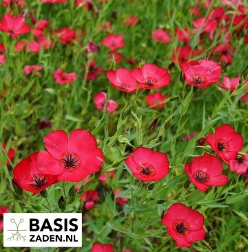 Vlas Red Flax Linum rubrum grandiflorum | Basiszaden.nl