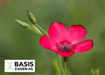 Vlas Red Flax Linum rubrum grandiflorum | Basiszaden.nl