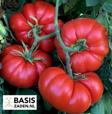 Vleestomaat Marmande Solanum lycopersicum | Basiszaden.nl