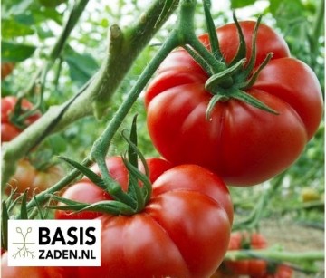 Vleestomaat Marmande Solanum lycopersicum | Basiszaden.nl