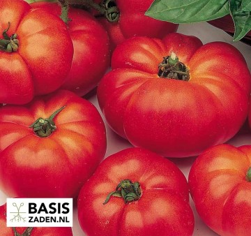 Vleestomaat Marmande Solanum lycopersicum | Basiszaden.nl