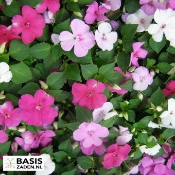 Vlijtig Liesje Hostii Mix Impatiens walleriana | Basiszaden.nl