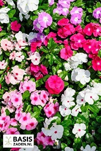 Vlijtig Liesje Hostii Mix Impatiens walleriana | Basiszaden.nl