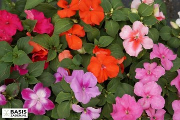 Vlijtig Liesje Hostii Mix Impatiens walleriana | Basiszaden.nl