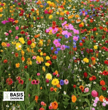 Bloemenmengsel Vlinder | Basiszaden.nl