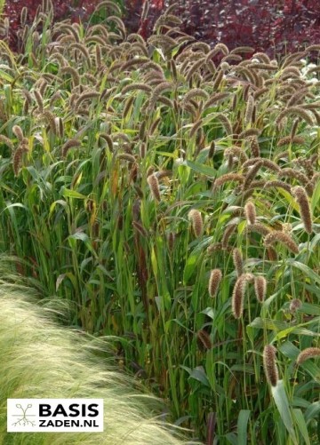 Trosgierst Vogelgierst Setaria macrochaeta | Basiszaden.nl