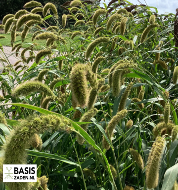 Trosgierst Vogelgierst Setaria macrochaeta | Basiszaden.nl
