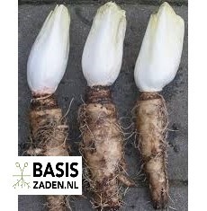 Witlof Mechelse middelvroeg selectie Videna Cichorium intybus | Basiszaden.nl