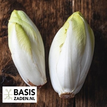 Witlof Mechelse middelvroeg selectie Videna Cichorium intybus | Basiszaden.nl