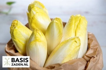 Witlof Mechelse middelvroeg selectie Videna Cichorium intybus | Basiszaden.nl