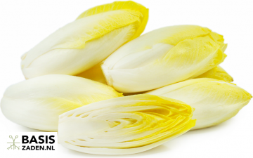 Witlof Mechelse middelvroeg selectie Videna Cichorium intybus | Basiszaden.nl