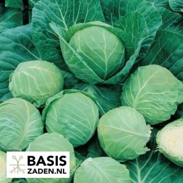 Witte kool Langedijker Bewaar 2 Brassica oleracea | Basiszaden.nl
