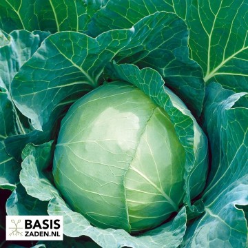 Witte kool Langedijker Bewaar 2 Brassica oleracea | Basiszaden.nl