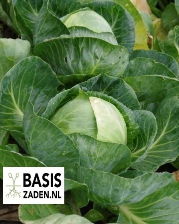 Witte kool Langedijker Bewaar 2 Brassica oleracea | Basiszaden.nl