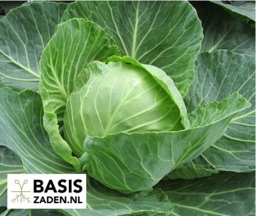 Witte kool Roem van Enkhuizen Brassica oleracea | Basiszaden.nl
