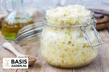 Witte kool Roem van Enkhuizen Brassica oleracea | Basiszaden.nl