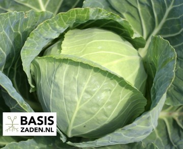 Witte kool Roem van Enkhuizen Brassica oleracea | Basiszaden.nl