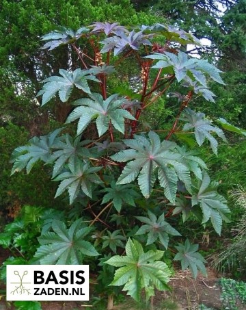 Wonderboom Impala Ricinus communis | Basiszaden.nl