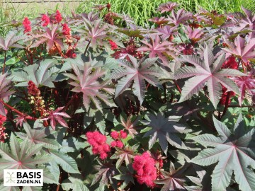 Wonderboom Impala Ricinus communis | Basiszaden.nl