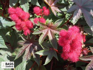 Wonderboom Impala Ricinus communis | Basiszaden.nl