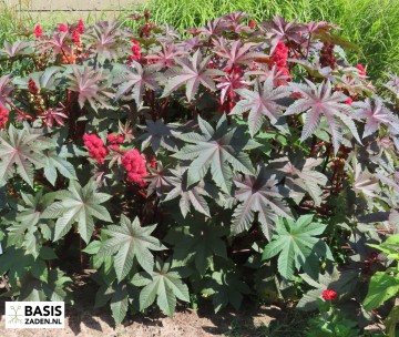 Wonderboom Impala Ricinus communis | Basiszaden.nl