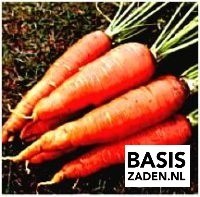 Winterwortel Berlikum Daucus carota | Basiszaden.nl