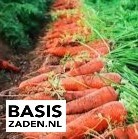 Winterwortel Berlikum Daucus carota | Basiszaden.nl