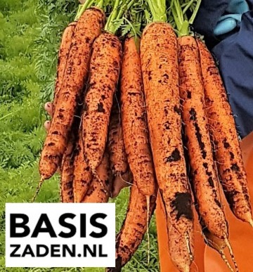 Winterwortel Berlikum Daucus carota | Basiszaden.nl