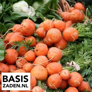 Ronde wortel parijse markt Daucus carota | Basiszaden.nl