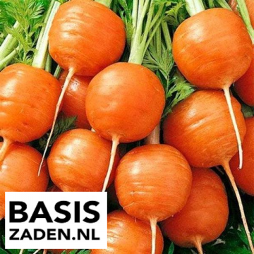 Ronde wortel parijse markt Daucus carota | Basiszaden.nl